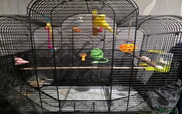 Parrots birds for sale: 2 budgies for £60 - Image 5