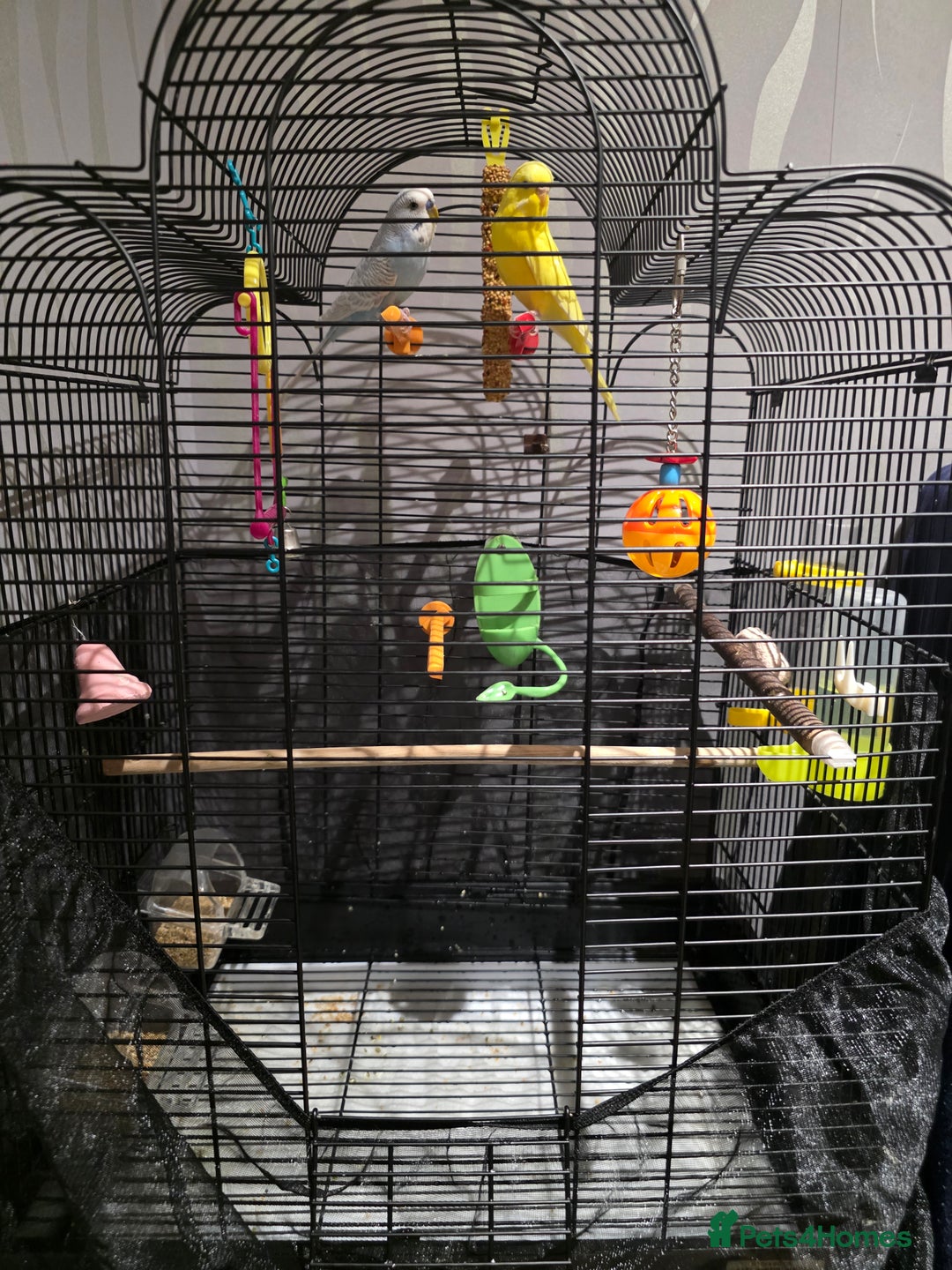 Parrots birds for sale: 2 budgies for £60 - Image 5