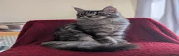 Maine Coon cats for sale: 5 mainne coon kittens  - Advert 2