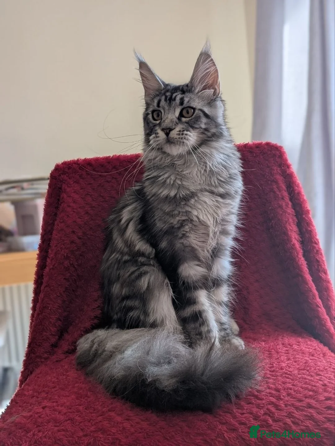 Maine Coon cats for sale: 5 mainne coon kittens  - Advert 2