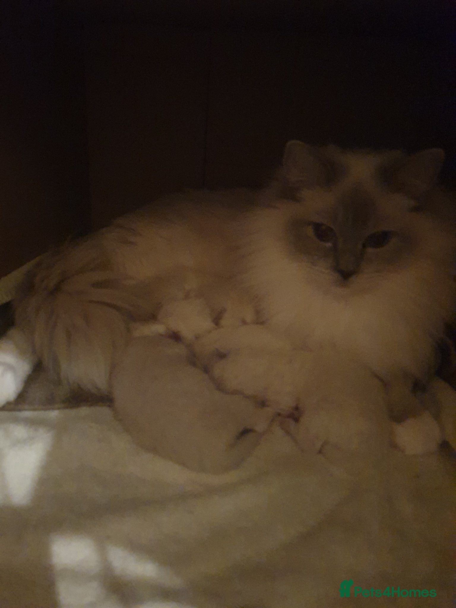 Ragdoll cats Cute ragdoll kittens available soon - Advert 4