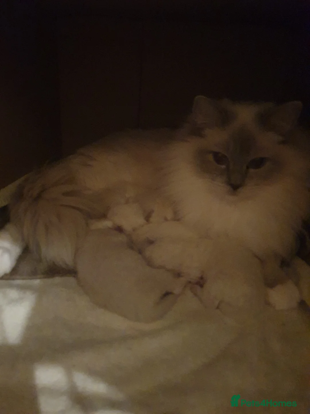 Ragdoll cats for sale: Cute ragdoll kittens available soon - Advert 1