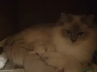 Ragdoll cats Cute ragdoll kittens available soon - Advert 4