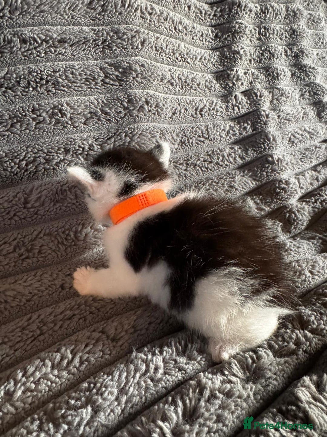 British Longhair cats for sale: 3 Kittens for sale needs to be good homes - Advert 3