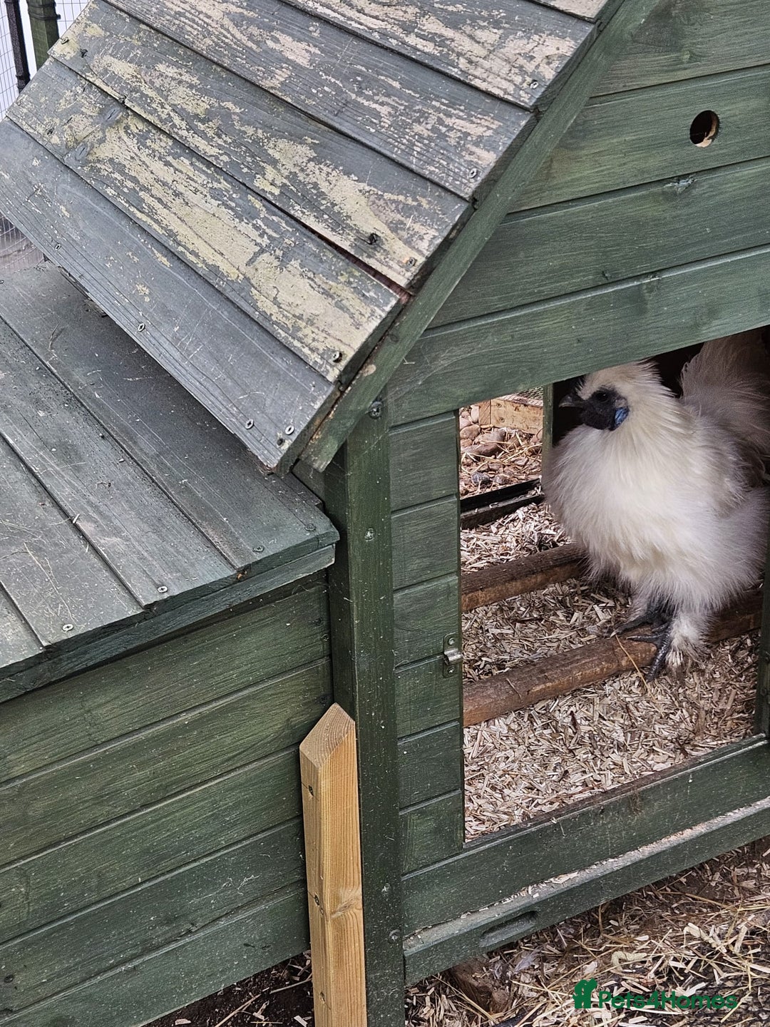 Chickens poultry for sale: White Non-Bearded Silkie Chicken - Advert 3