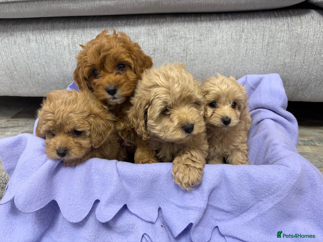 Cavapoo dogs for sale: F1 caverpoo puppies  - Image 2