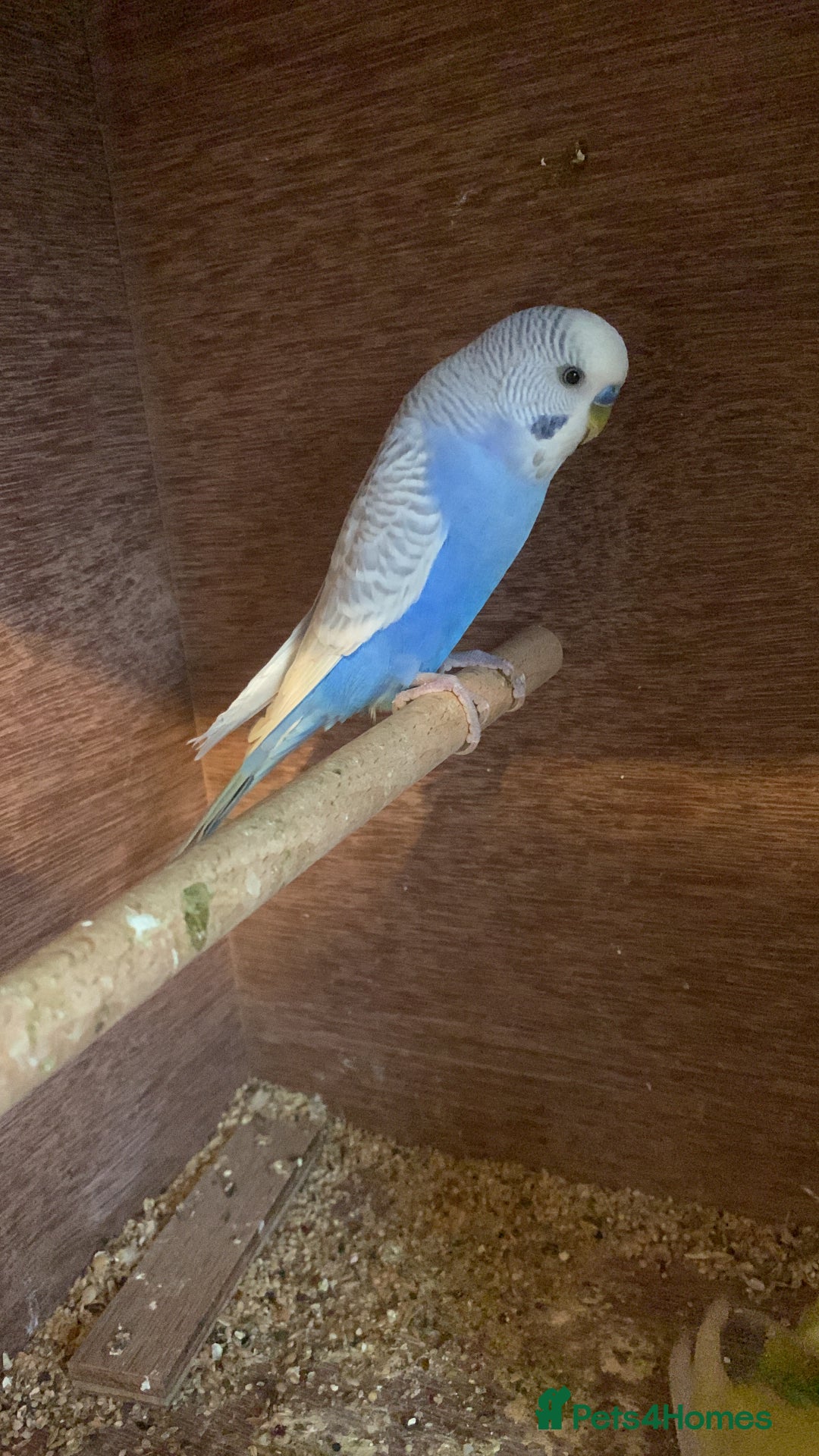 Budgerigars birds for sale: Hand reared hand tame baby budgies - Advert 20