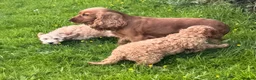 Cockapoo dogs for sale: Red & Apricot Cockapoo Puppies in Airdrie - Advert 3