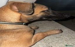 Mixed Breed dogs for sale: belgian malinois x lurcher - Image 6