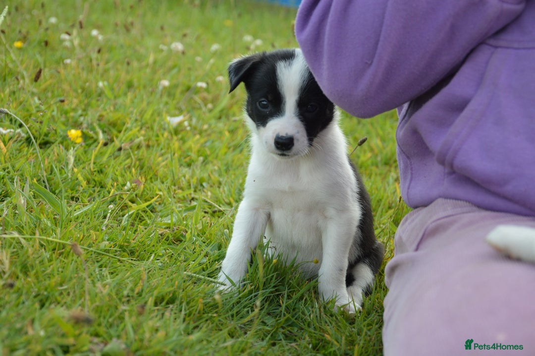Mixed Breed dogs for sale: Beautiful Border Collie pups - Image 12