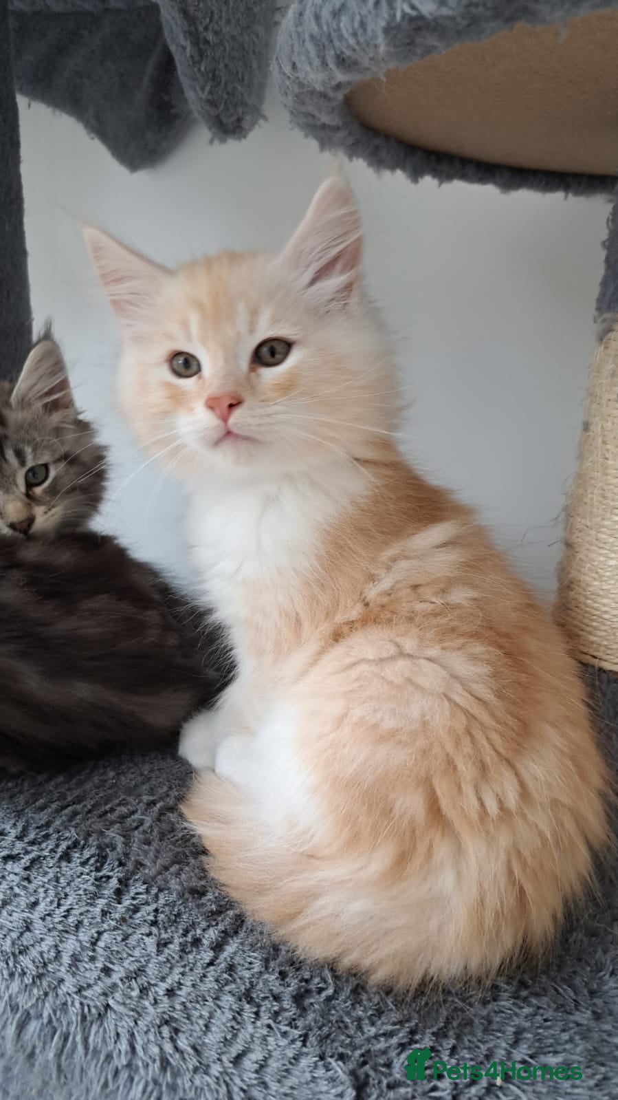 Maine Coon cats Beautiful Maine Coon Kittens — Ready Now - Advert 1