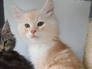 Maine Coon cats Beautiful Maine Coon Kittens — Ready Now - Advert 1