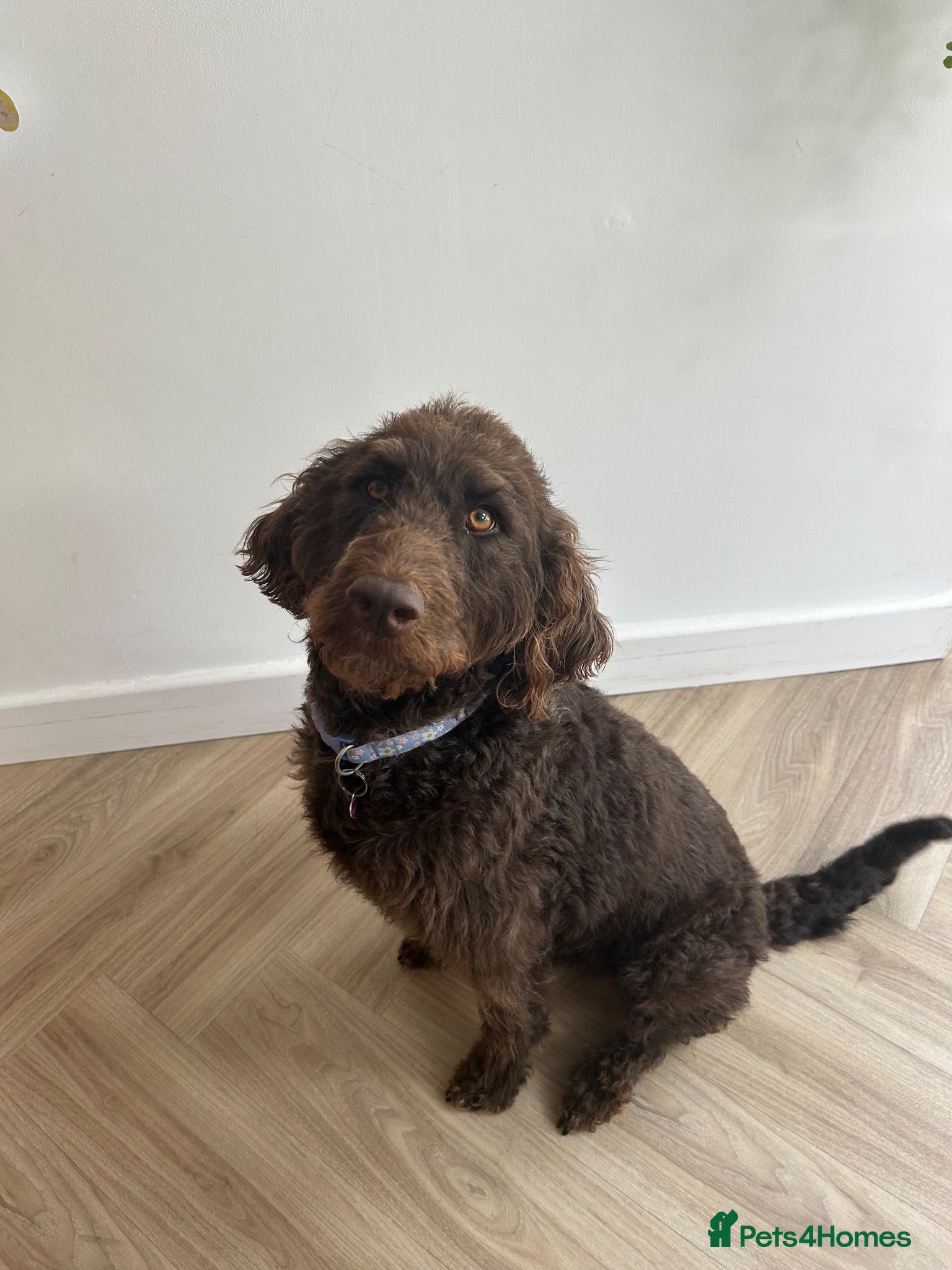 Labradoodle dogs Labradoodle puppies  - Advert 2