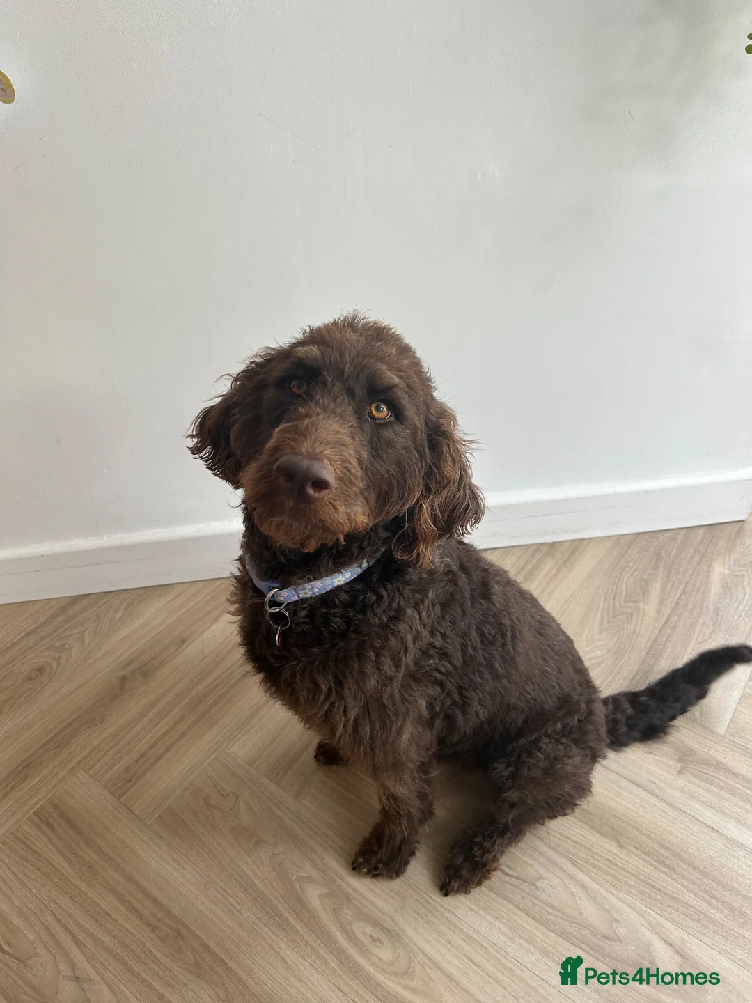 Labradoodle dogs for sale: Labradoodle puppies  in Markfield - Advert 1