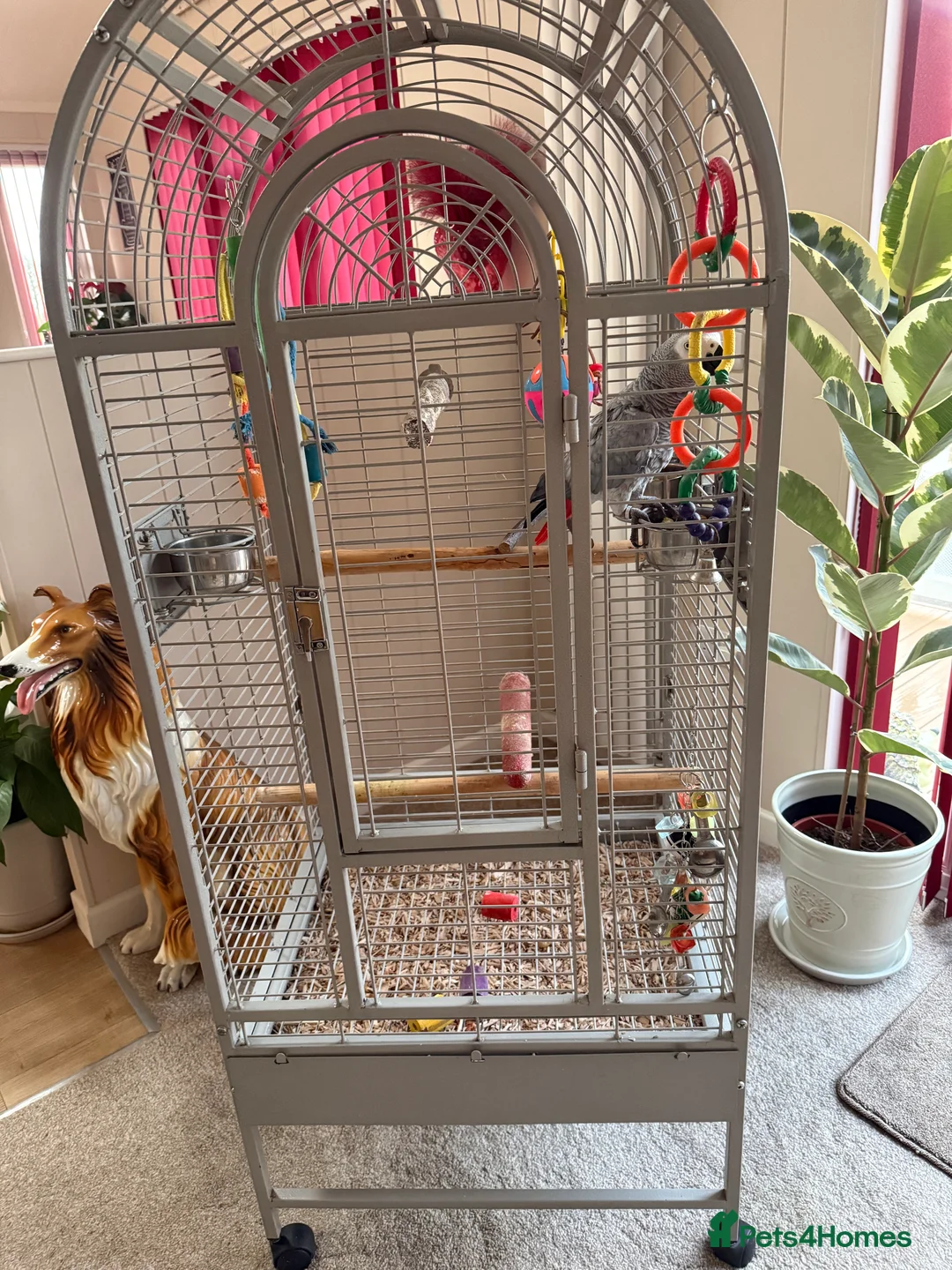 Parrots birds for sale: African grey parrot  in Chichester - Advert 2