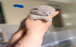 British Shorthair cats for sale: British shorthair blue kitten - Image 6
