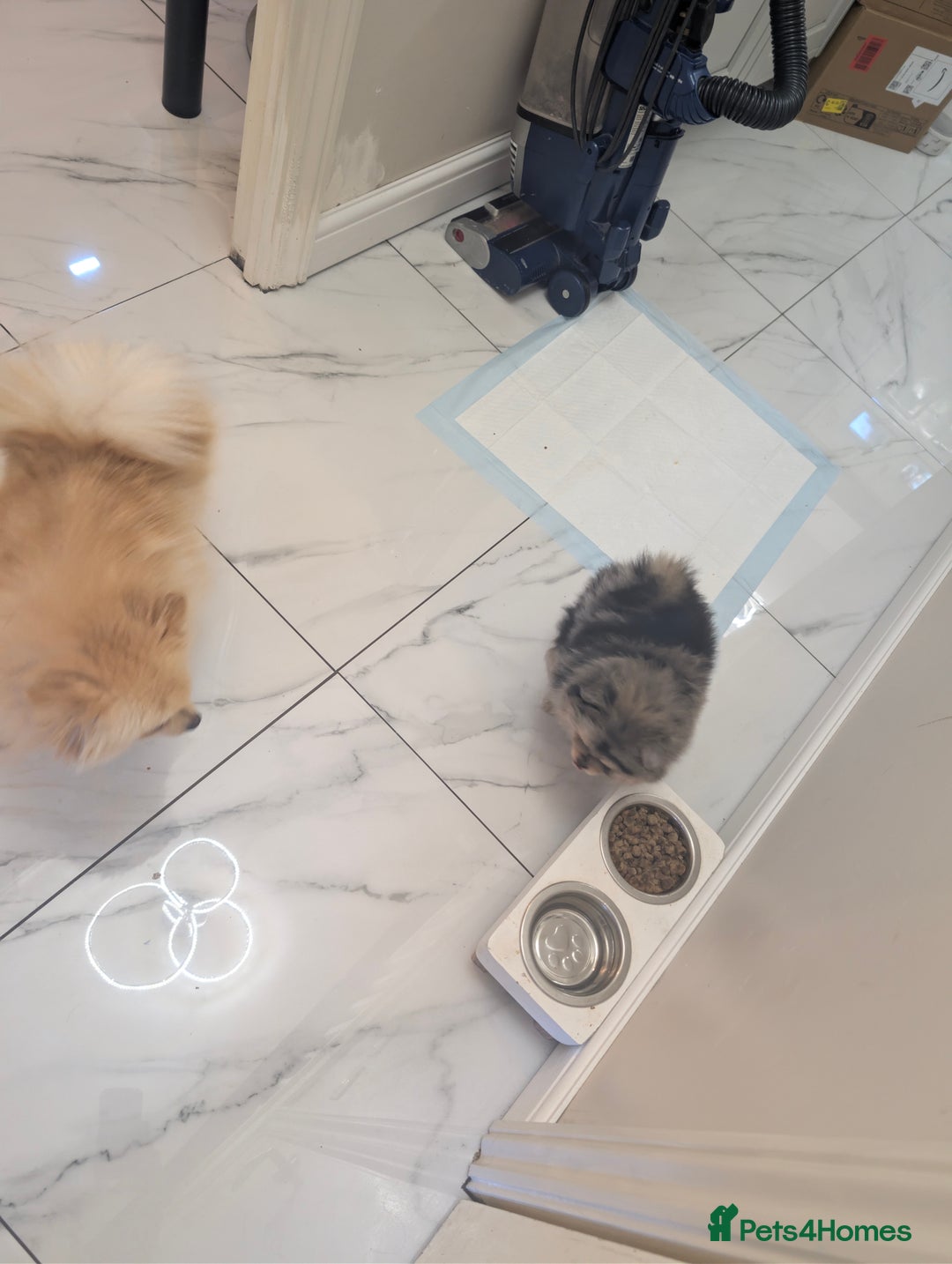 Pomeranian dogs for sale: Pomeranian girl puppy  - Advert 9