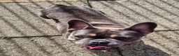French Bulldog dogs for adoption: Stella - In Ayr Looking for a Home  - Advert 8