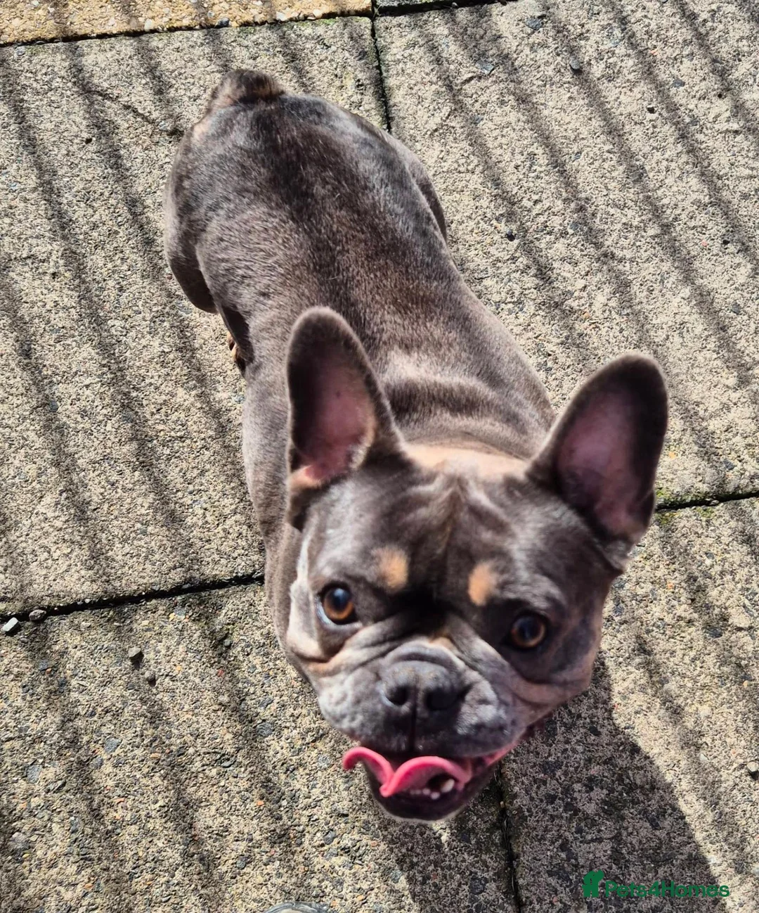 French Bulldog dogs for adoption: Stella - In Ayr Looking for a Home  - Advert 8