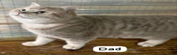 British Shorthair cats for sale: ✨⭐️Beautiful White British shorthair kittens⭐️✨ - Advert 3
