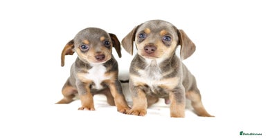 Dachshund dogs - Advert 4