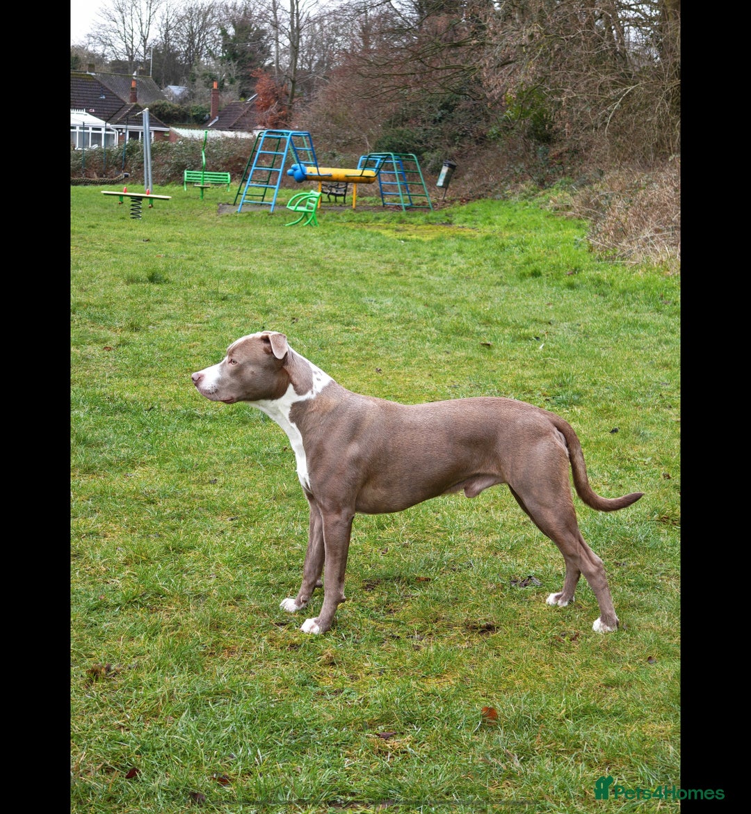 Mixed Breed dogs for sale: Staffordshire bull terrier X lurcher cross - Advert 2