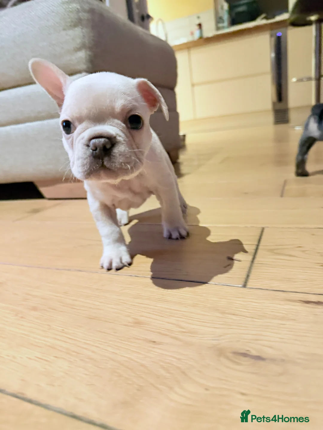 French Bulldog dogs for sale: Beautiful frenchie puppies  in Worcester - Advert 9