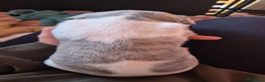 Whippet 3