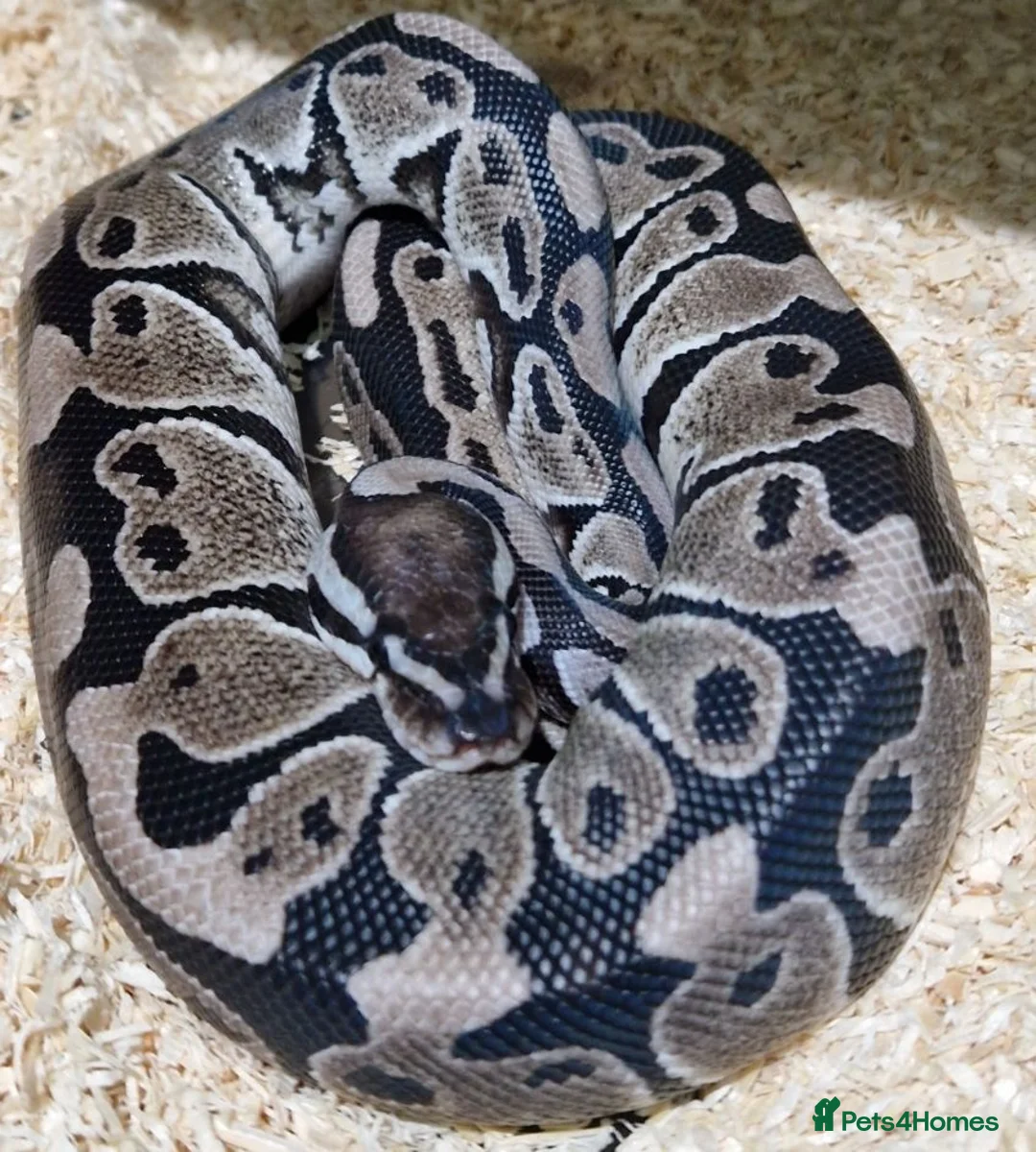 Mixed Breed reptiles for sale: Various snakes for sale - Advert 1