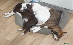 Mixed Breed dogs for sale: Siberian Cocker  - Image 2