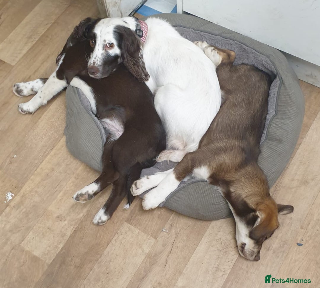 Mixed Breed dogs for sale: Siberian Cocker  - Image 2