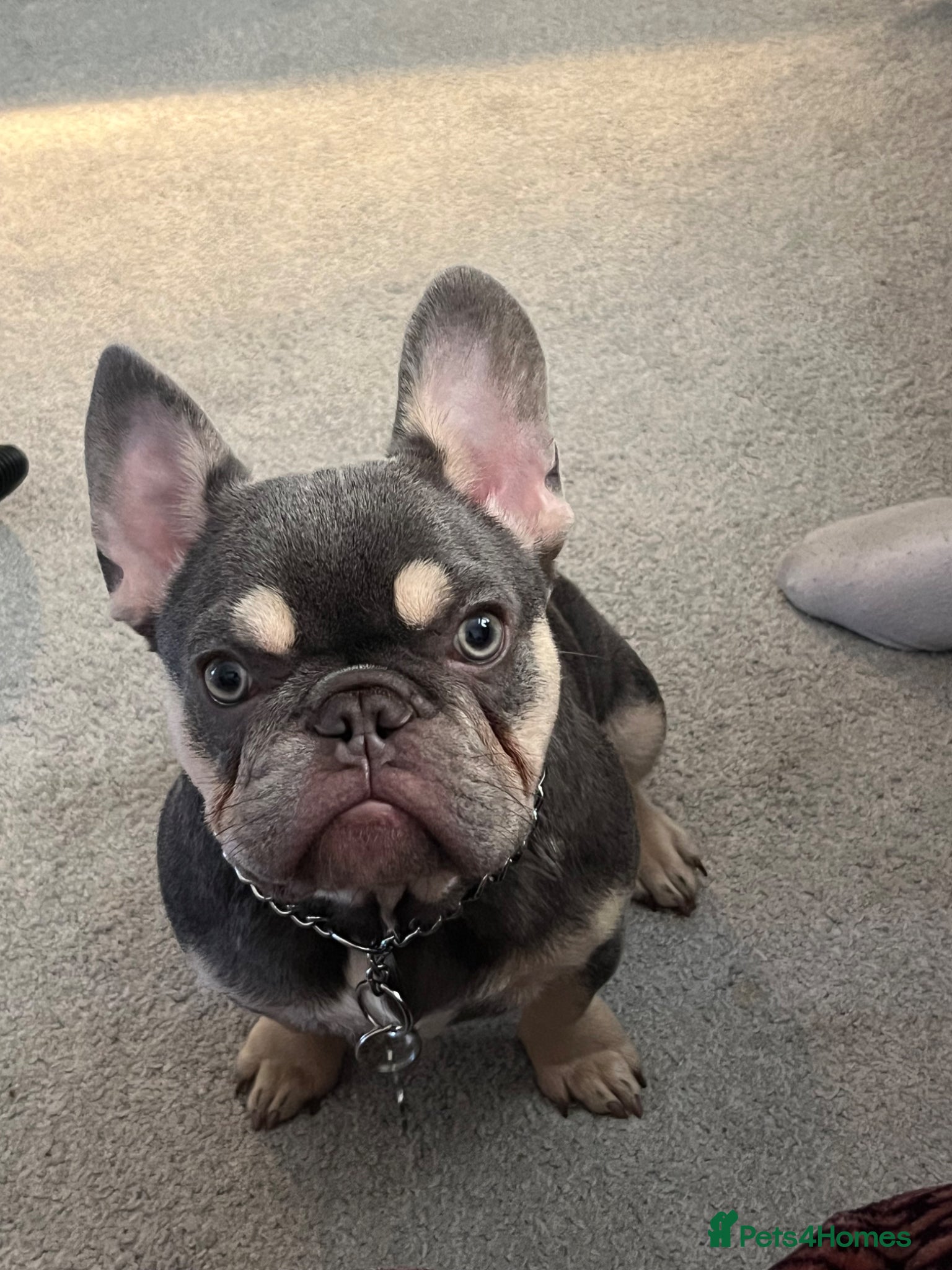 French Bulldog dogs for sale: Hugo-French bulldog - Advert 3