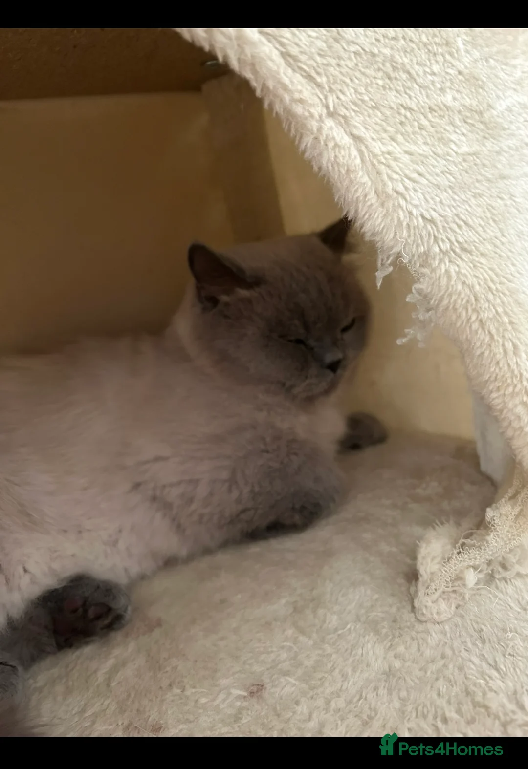 British Shorthair cats for sale: Beautiful British shorthair kittens - Advert 10