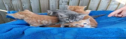 Mixed Breed cats for sale: Kittens for new homes in Ilminster - Advert 10