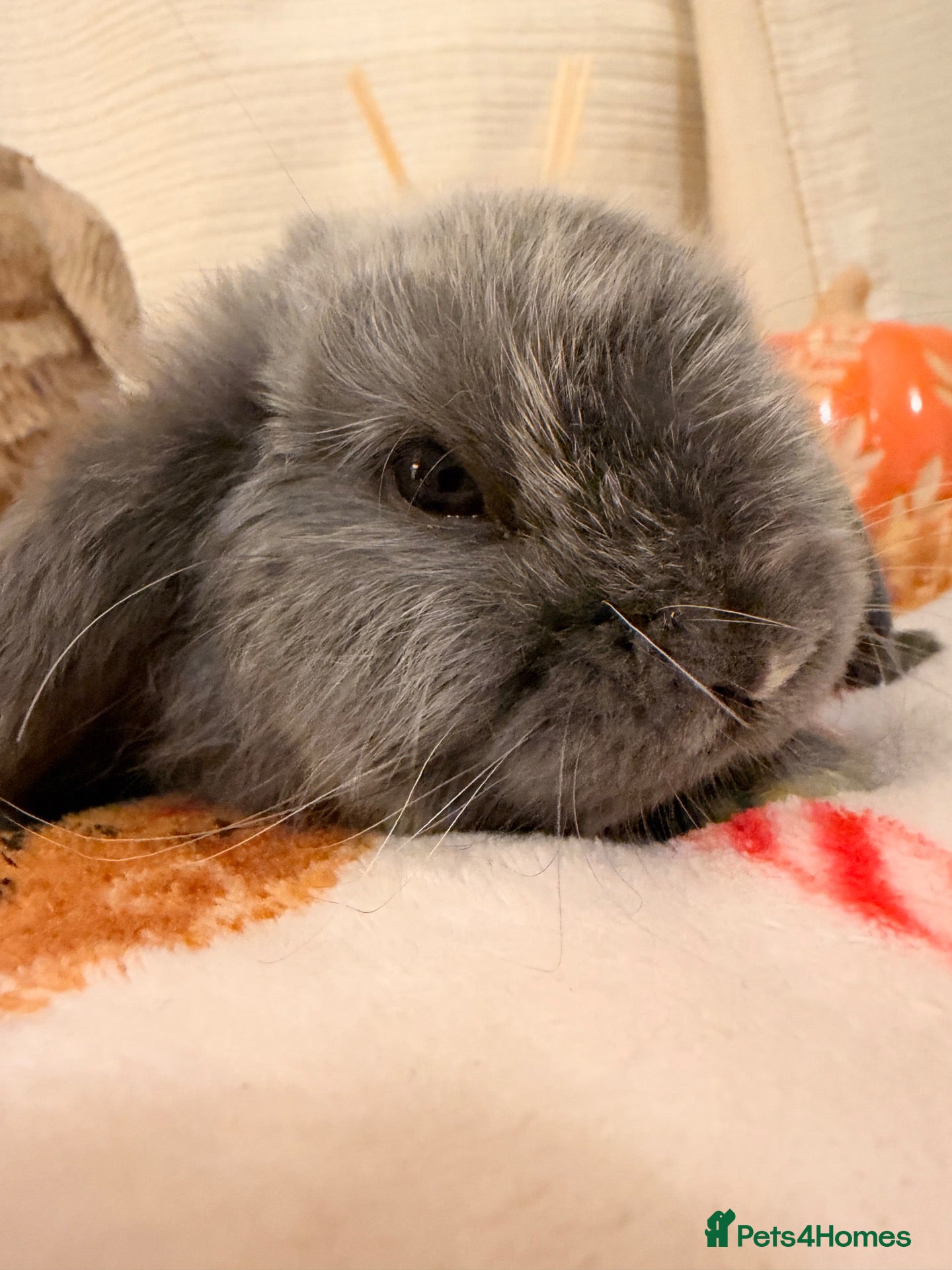 Mini Lop rabbits Gorgeous little mini lop baby bunny rabbits  - Advert 1