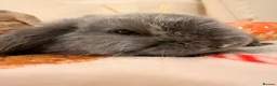 Mini Lop rabbits for sale: Gorgeous little mini lop baby bunny rabbits  - Advert 1