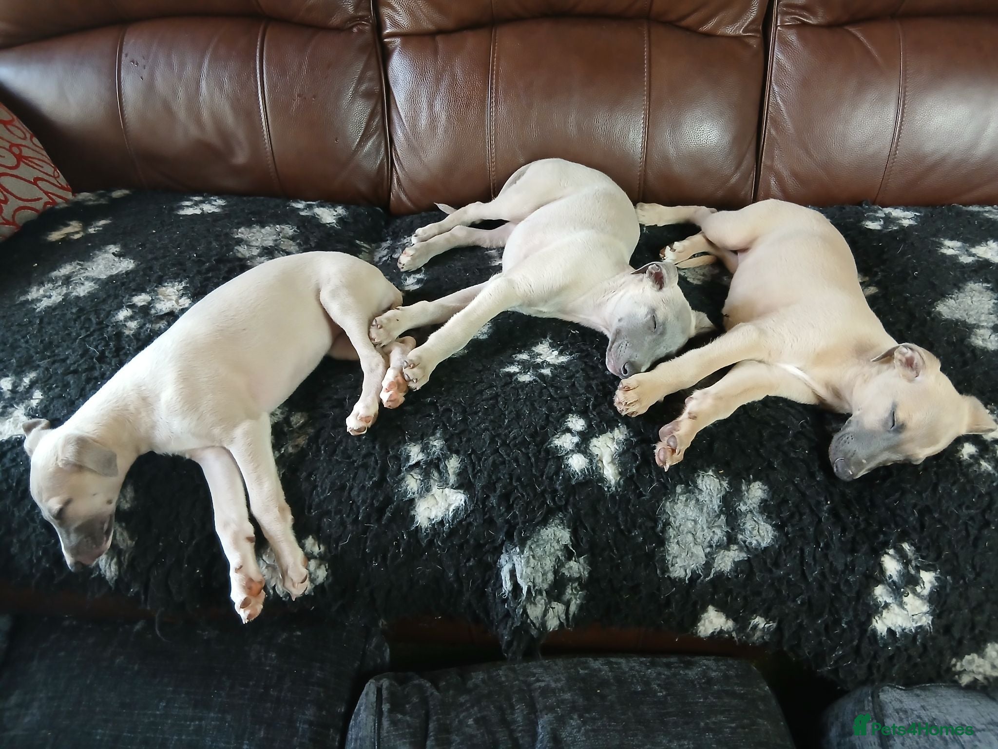 Whippet dogs High Quality Whippet pups Crufts - Advert 11