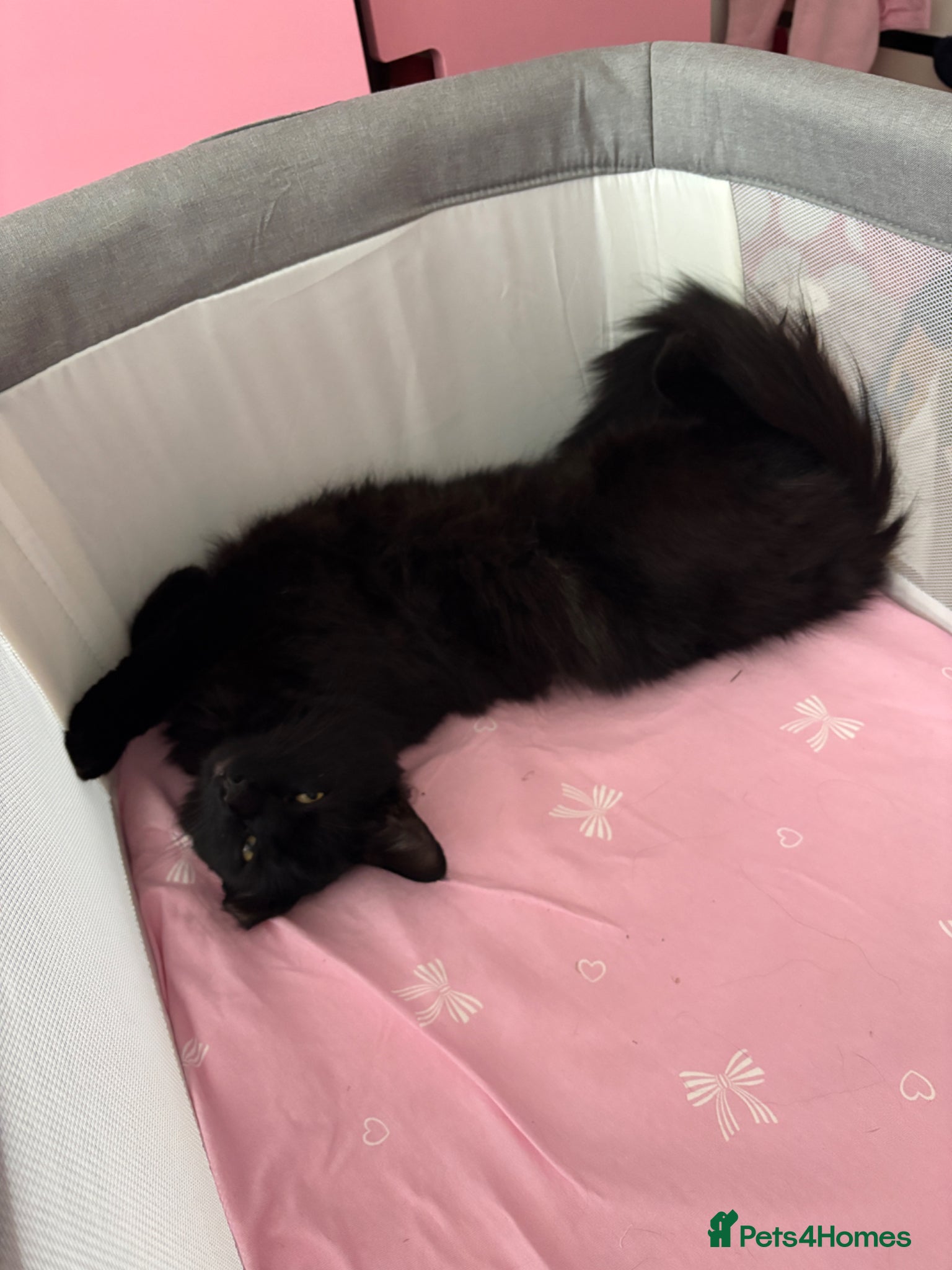 Mixed Breed cats for sale: adorable fluffy black cat  - Advert 3