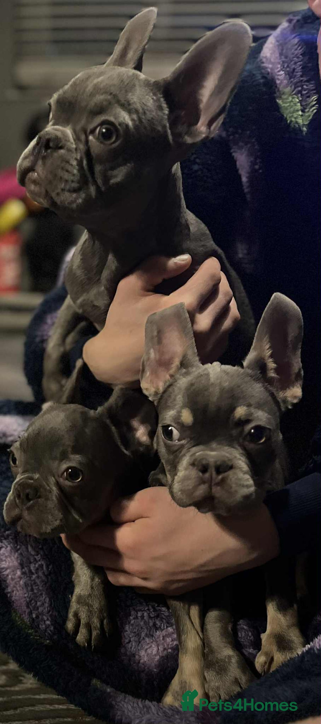 French Bulldog dogs for sale: KC Registered Lilac & Tan French Bulldog Puppies  - Advert 5