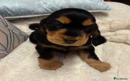 Cocker Spaniel dogs for sale: KC Reg Cocker Spaniel Puppies - Image 5