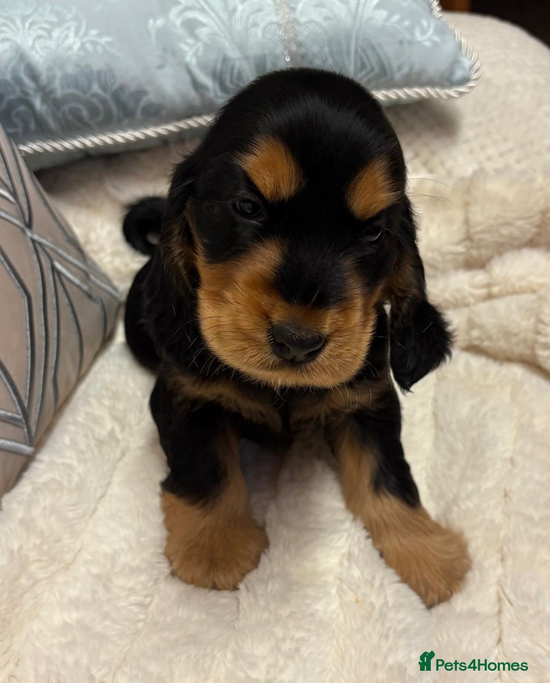 Cocker Spaniel dogs for sale: KC Reg Cocker Spaniel Puppies - Image 5