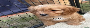 Cavapoo 2
