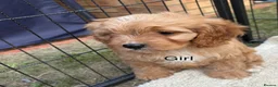 Cavapoo dogs for sale: F1 CAVAPOO PUPPIES  - Advert 8