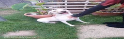 Labrador Retriever dogs for sale: Labrador adult female looking for a home - Advert 1