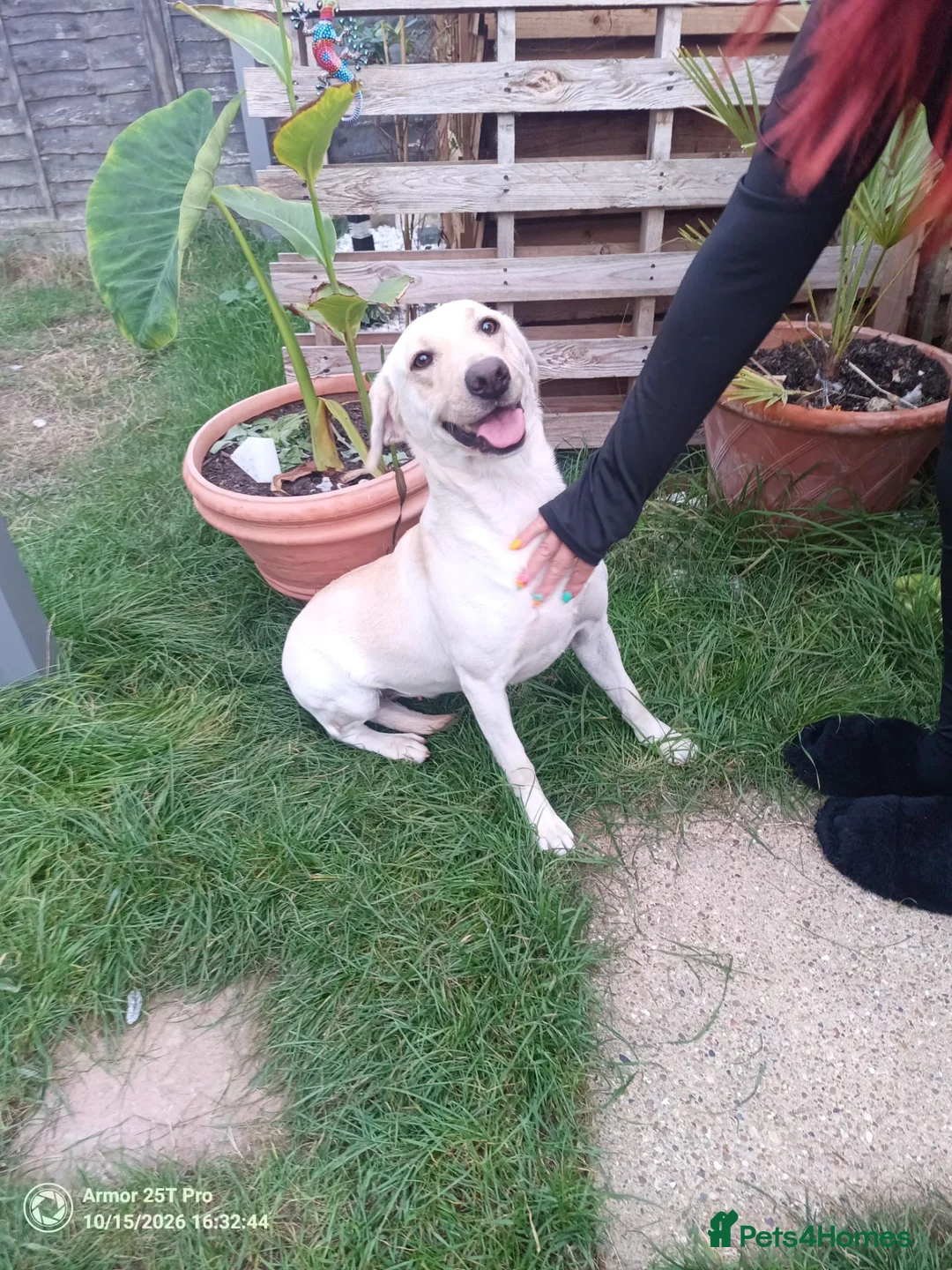 Labrador Retriever dogs for sale: Labrador adult female looking for a home - Advert 1