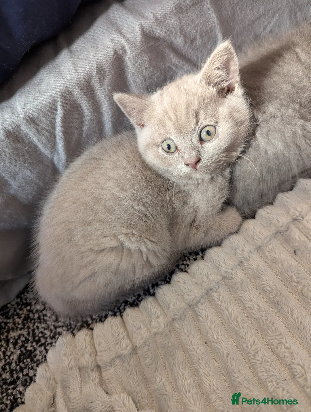 British Shorthair cats for sale: Gorgeous British shorthair purebreds - Advert 2