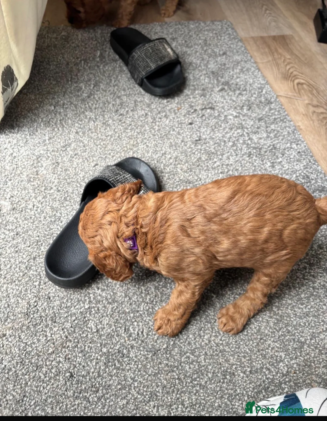 Cavapoo dogs for sale: F1 Cavpoos 4 Girls 1 Boy - Advert 2