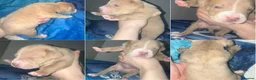 American Bull Staffy dogs for sale: 13 Stunning American bulldog staff mix puppies 😍 - Advert 14