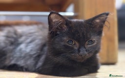 Mixed Breed cats for sale: 2 beautiful female kittens for sale - Image 17