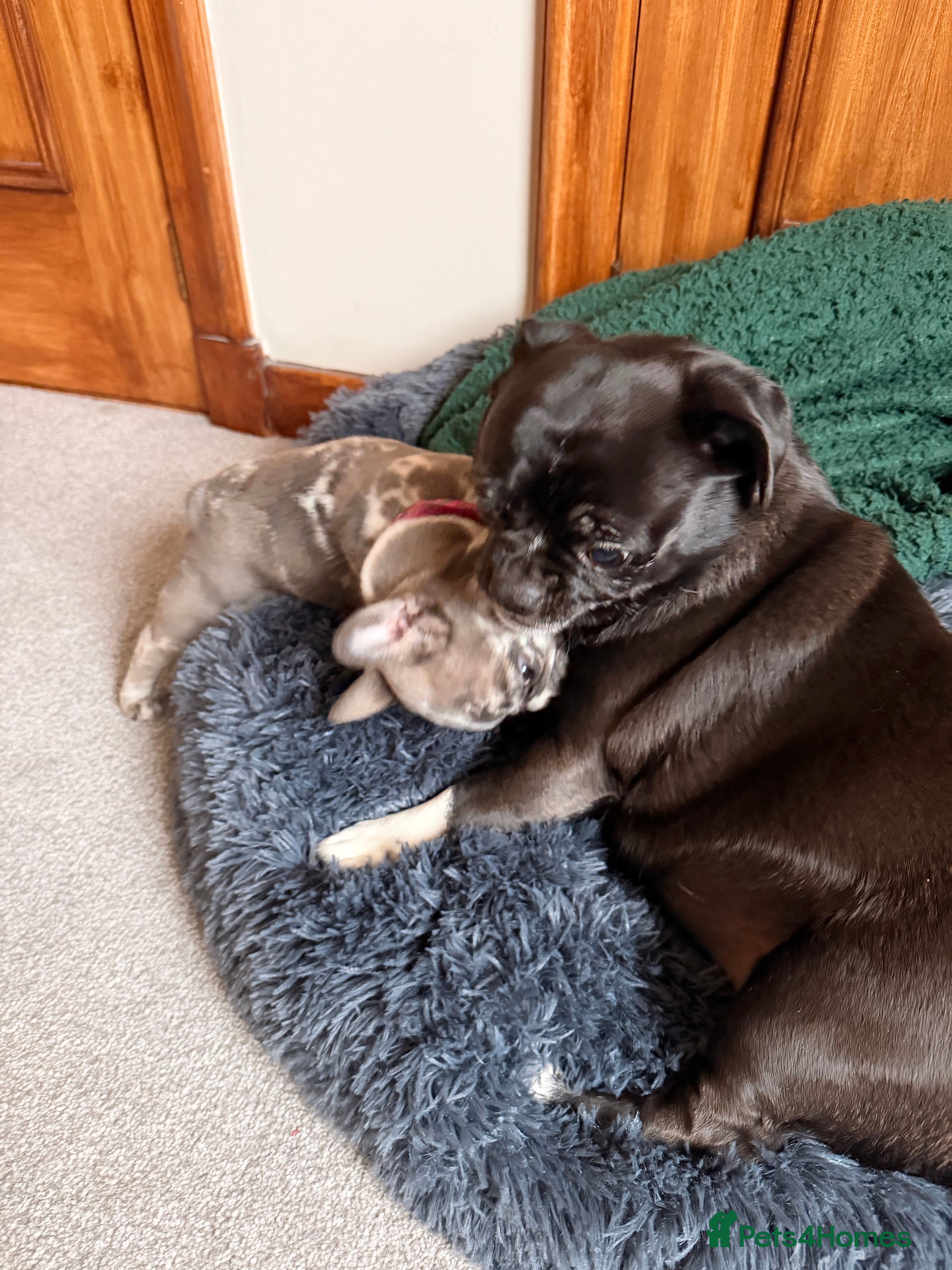 French Bulldog dogs Beautiful little Frenchie girl - Advert 10